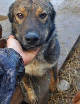 Fadi 56 cm - Alpenrod