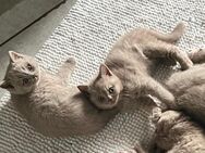 BKH Kitten Fawn suchen dich ab sofort - Wassenberg