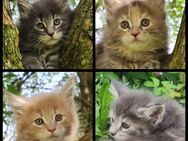 Maine Coon Kitten suchen Herzensplätze - Kiefersfelden