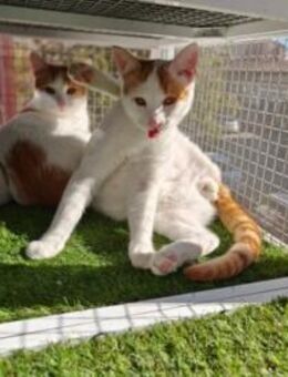 Sunny & Blaze Verspieltes Dreamteam - Unterföhring