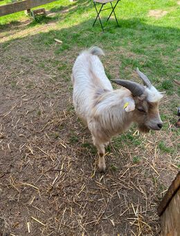 Zwergziegen Bock - Melle