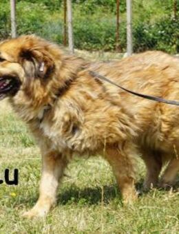 Lu Süß wie Karamell ... - Kissing