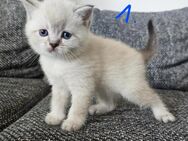 Katzen BKH - Berlin Spandau