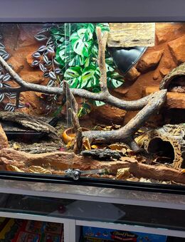 Terrarium 120×60×60 cm – handmodellierte Rückwand – komplett eingerichtet - Maintal