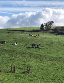 Bieterverfahren !! Stallung mit 5 Boxen Weideland Pool und Sauna Haus u.v.m. in einsamer Lage ! Verlängert bis 10.10. - Schalksmühle