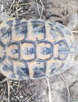 Testudo hermanni hermanni "Isabella Leucist" HET Zuchtbock - Stadthagen