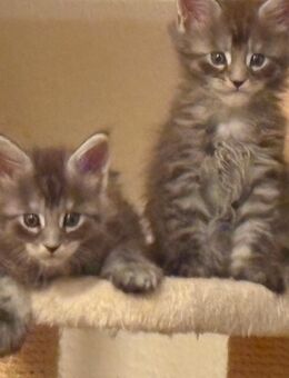 Maine Coon Kitten suchen ein neues Zuhause - Tornesch