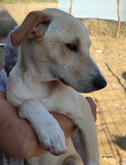 Otis - ein kleiner Schosshund - Grevenbroich