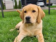 Toller Labrador Retriever Rüde 4 Monate reinrassig mit Papieren kann ins neue Heim ziehen - Eichenzell