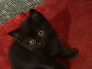 Reinrassige Ragdoll kitten 1x Mädchen - Berlin
