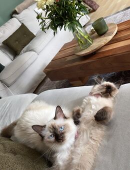 Ragdoll und heilige Birma Mädels - Augsburg