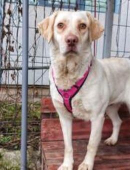 Labrador-Mix Olivia hat ein großes Herz - München
