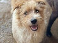 Lieber kleiner BENJI sucht lebes Zuhause - Neuberg