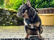 Französische Bulldogge sucht schönes zu Hause - Brilon