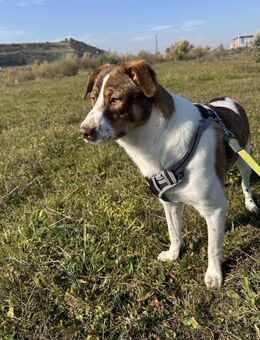 Linus soll nicht im Shelter aufwachsen - Blankenheim (Nordrhein-Westfalen)