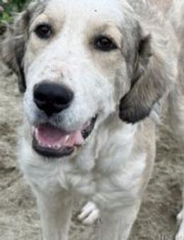 Wer schenkt Fina ein Zuhause? - München