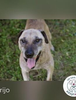 Darijo Geschenk in Hundeform - Kirchzell