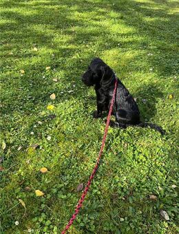 Labradoodle Rüde 5. Monat (Privater Verkauf) - Berlin