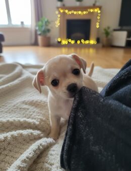 Chihuahua Welpe - Kastellaun Zentrum