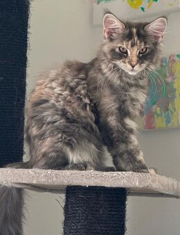 Süßes Maine Coon Mädchen - Kirchheim (Neckar)