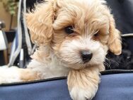 Maltipoo Welpen - Panten