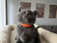 BKH Kitten Weibchen zu verkaufen - Taunusstein