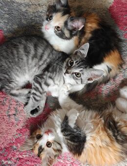 Kitten Katzenbabys Katze - Wolpertswende