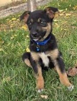 Lucas entzückender netter Welpe - Hüllhorst