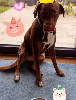 Mali (w, 3 Jahre, Labrador-AustralienShepherd) sucht ein LIEBEvolles ruhiges Zuhause mit viel Bewegung - Vierkirchen (Bayern)