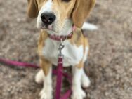 **Ein liebevolles Zuhause für unsere 1-jährige Beagle-Dame gesucht** - Mühlhausen (Thüringen)