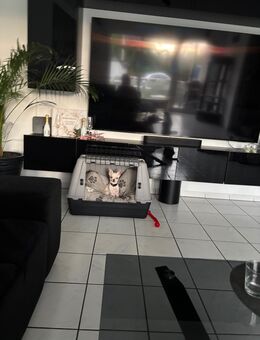 Chihuahua Hündin reinrassig - Dortmund Deipenbeck