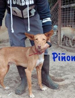 Piñon liebenswerter Podenco 03/24 ESP - Ruppertsecken