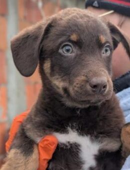 zauberhafter, lieber Welpe Coco - Kallmünz