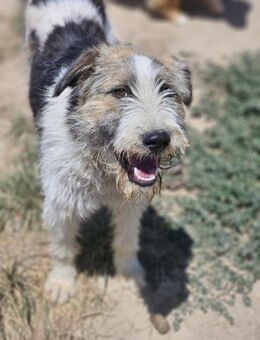 🐾 Marius sucht sein Happy End! 🍀 - Mannheim