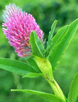Samen PURPUR-KLEE (Trifolium Rubens) heimische Wildstaude Naturgarten - Köln