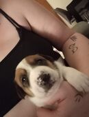 Welpen in liebevolle Hände abzugeben in 26935