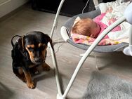 Kleine toffi sucht ein neues zuhause - Lüdenscheid Zentrum