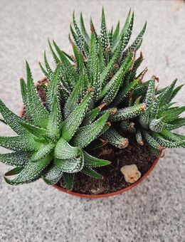Sukkulente: Howorthia Concolor - Troisdorf