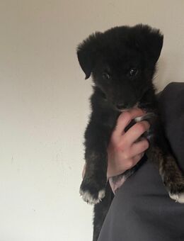 Junger Mischlingshund aus liebevoller Familienaufzucht - Paderborn