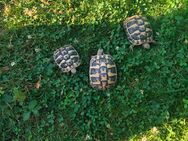 Griechische Landschildkröten - Bad Füssing