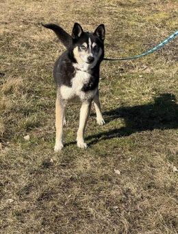 Czarek - agil und aufgeschlossen - Rheine