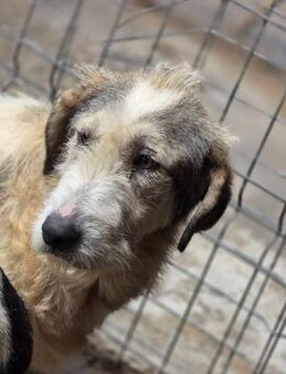 Simina - verzweifelt im Shelter - Dreikirchen