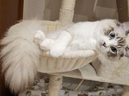 Liebevoller Ragdoll Deckkater - Bochum Dahlhausen