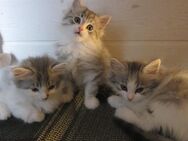 wunderschöne Norwegische-Waldkatzen Kitten,Rassekatzen,Kätzchen,Katze,Kater,Baby,Babykatzen,Katzenbaby - Meerane