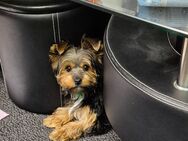 Yorkshire Terrier Welpen mini baby antialergika