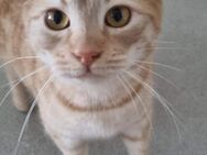 Zigy - Mag Katzen und Hunde - Blankenheim (Nordrhein-Westfalen)