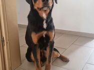 Appenzeller Mix - Oyten