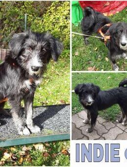 INDIE -lustige Junghündin- - Duisburg