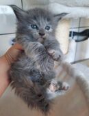 Maine Coon Kitten im Juni in 04916