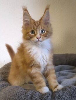 Traumhafte und Typvolle Maine Coon Kitten mit Stammbaum - Lampertheim